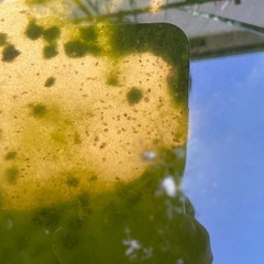 オオミジンコ　メダカの餌に最適です！
