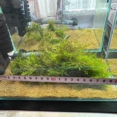 水草（ピーコックモス）無農薬