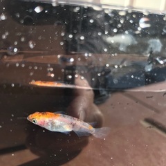 観月　三色　メダカ　稚魚　10匹　500円の画像
