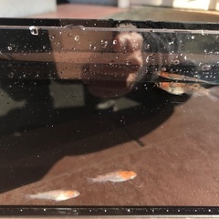 観月　三色　メダカ　稚魚　10匹　500円の画像