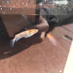 観月　三色　メダカ　稚魚　10匹　500円の画像