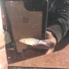 観月　三色　メダカ　稚魚　10匹　500円の画像