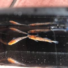 観月　三色　メダカ　稚魚　10匹　500円の画像