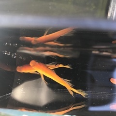 楊貴妃スワロー　稚魚　10匹 500円の画像