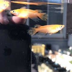 楊貴妃スワロー　稚魚　10匹 500円の画像