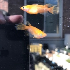 楊貴妃スワロー　稚魚　10匹 500円の画像