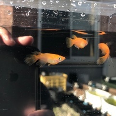 楊貴妃スワロー　稚魚　10匹 500円の画像