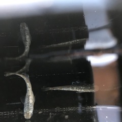 サボテン　稚魚　10匹 500円の画像