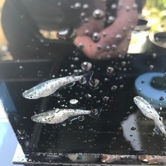 サボテン　稚魚　10匹 500円の画像