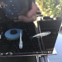 サボテン　稚魚　10匹 500円の画像