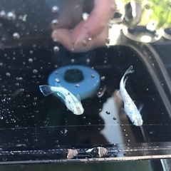 サボテン　稚魚　10匹 500円の画像