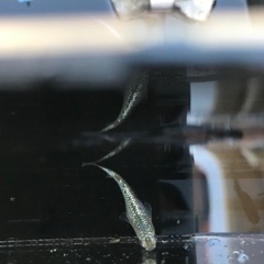 サボテン　稚魚　10匹 500円の画像