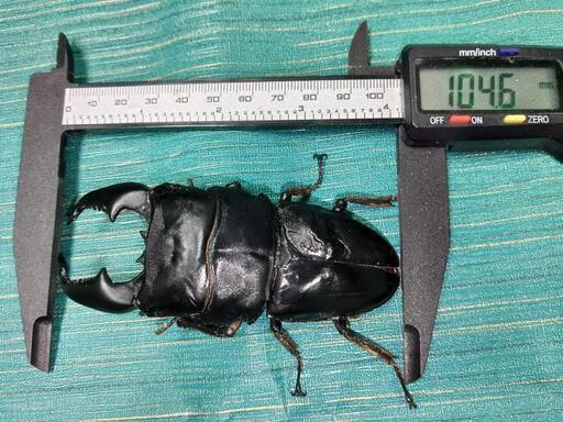 スマトラオオヒラタクワガタ 104.6mm＋メス3匹