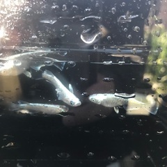 プラチナ星河　メダカ　稚魚　10匹 500円の画像