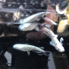 プラチナ星河　メダカ　稚魚　10匹 500円の画像
