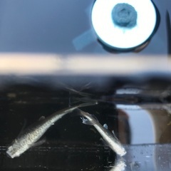 プラチナ星河　メダカ　稚魚　10匹 500円の画像