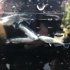 プラチナ星河　メダカ　稚魚　10匹 500円の画像