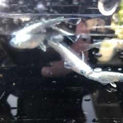 プラチナ星河　メダカ　稚魚　10匹 500円の画像