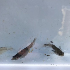 和墨リアルロングフィン　稚魚　10匹　500円の画像