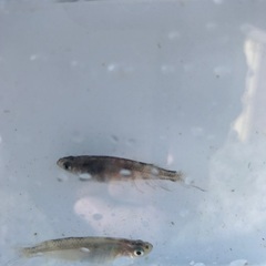 和墨リアルロングフィン　稚魚　10匹　500円の画像