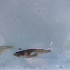 和墨リアルロングフィン　稚魚　10匹　500円の画像