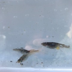 和墨リアルロングフィン　稚魚　10匹　500円の画像