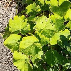 かぼちゃの苗差し上げます。