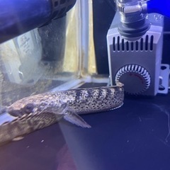 【熱帯魚】スチュワート スネークヘッド
