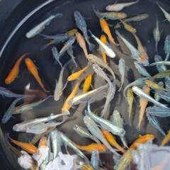 🐟【メダカ色々】相談により決定🐟の画像