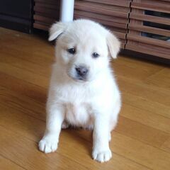 生後1ヶ月半サニーちゃん里親募集