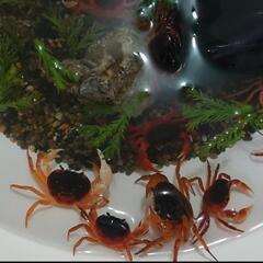🦀サワガニ🦀 5匹