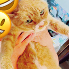 5月19日(日)🐈🍀すみれペットクリニック様にて主催『立川地域猫...