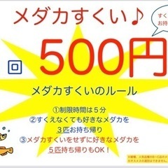 コレモおおむら 5/18(土)めだか即売会 メダカ掬い めだか卵販売