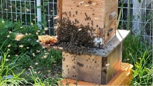 日本蜜蜂　分蜂1群　重箱2段