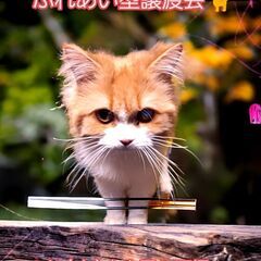 6/1(土)ふれあい型譲渡会♪　3歳サイベリアン♀(⋈◍＞◡＜◍...