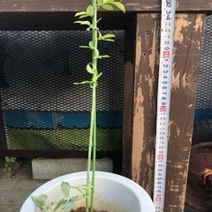 ブルーベリーの苗     
の画像