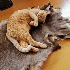 😁キャンプラグマット　鹿毛皮ラグ💌の画像