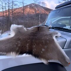 😁キャンプラグマット　鹿毛皮ラグ💌の画像