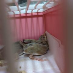 文鳥雛