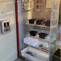 【メダカ屋　恵作めだか】5月6日OPEN無人販売所　5月11日～ラインナップの画像