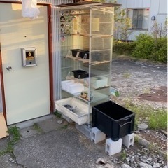【メダカ屋　恵作めだか】5月6日OPEN無人販売所　5月11日～ラインナップ - ペット