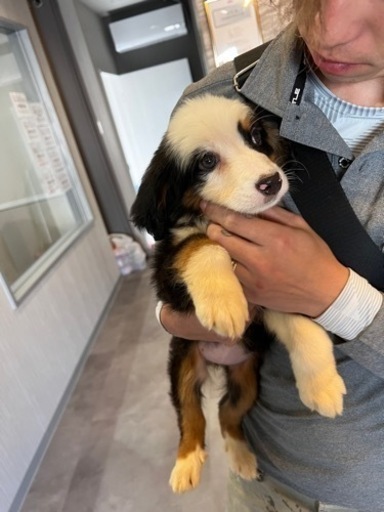 バーニーズxジャーマンシェパードMIX犬大型犬超大型犬 (Ecnyan
