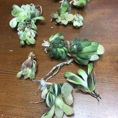 ハオルチア　オブツーサ錦