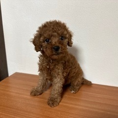 甘えん坊さんのトイプードル🔆