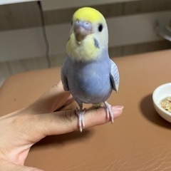 生後1ヶ月半のセキセイインコの里親募集