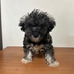 人大好きなシュナマルの男の子🐾