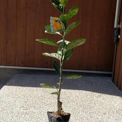 温州みかんの苗木