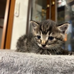 茶トラ子猫(オス)決定いたしました