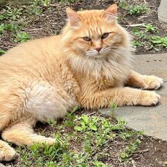 迷い猫：飼い猫を探しています。
