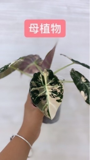 ピンク斑入りブラックベルベットアロカシア 植物